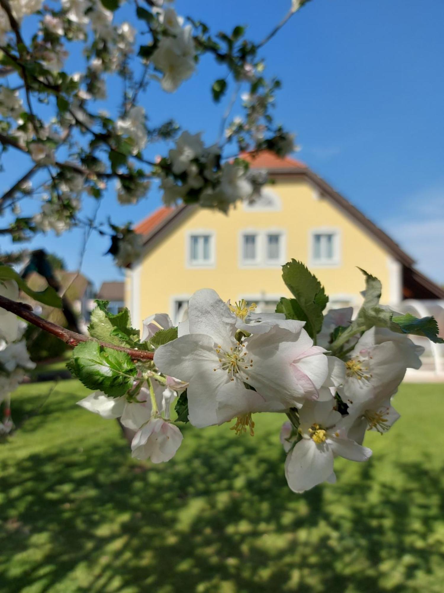 Hotel Gaestehaus Familie Trachsler Rohrendorf bei Krems Exterior foto